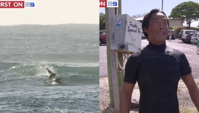 Dolphin Body Slams Surfer