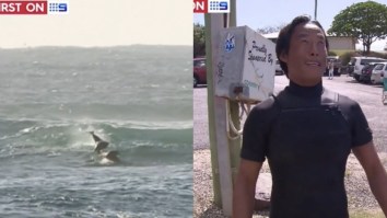 Surfer Gets Totally Body Slammed By A Dolphin, Is Absolutely Stoked About It