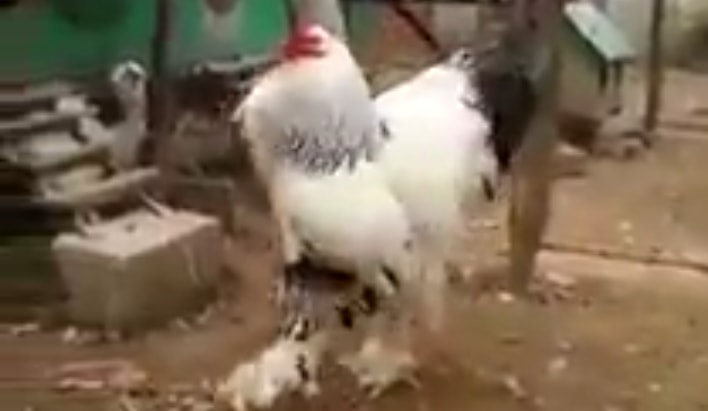 mutated chicken