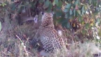 Intense Video Emerges Of A Leopard And A Python Duking It Out To The Death In South Africa