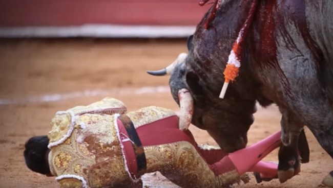 Matador Antonio Romero bull horn butt