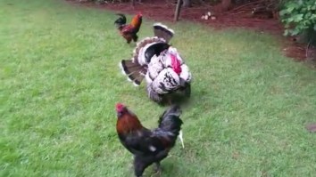 Badass ‘Police’ Turkey Lays Down The Got-Damn Law When Two Roosters Start Fighting In HIS Yard