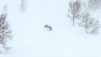 Reindeer Fighting A Wolverine In The Middle Of A Norwegian Blizzard Is Better Than MMA