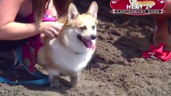 STOP EVERYTHING: Corgi Racing Exists And It Looks So Happy!!!