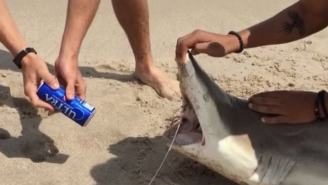 Video Of Guy Using A Shark To Shotgun A Beer On Spring Break Ignites Firestorm