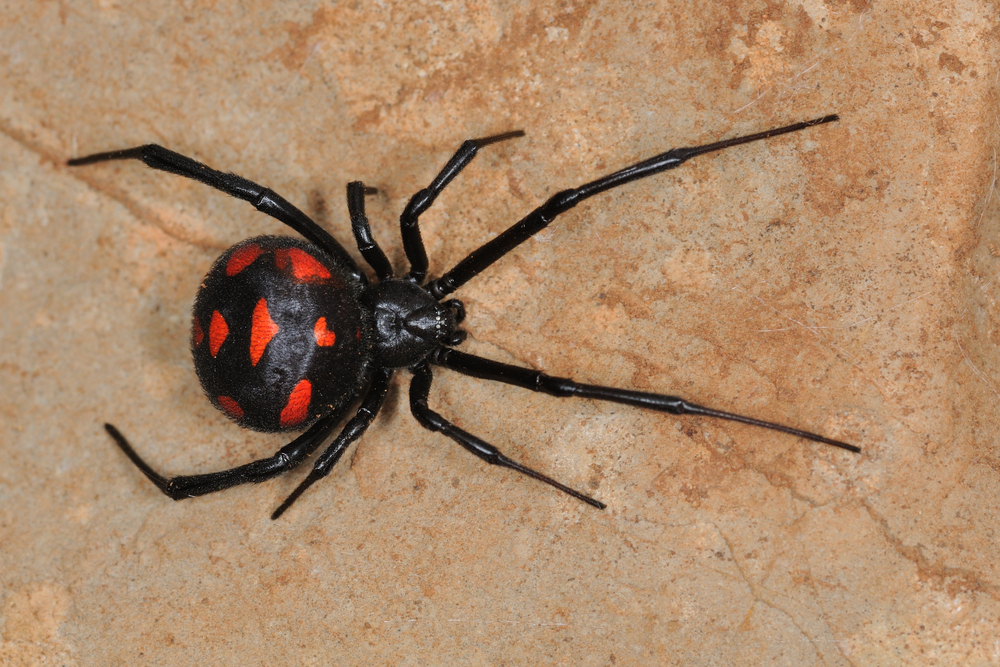 This Creature Can Feast on Black Widows and We Now Know How