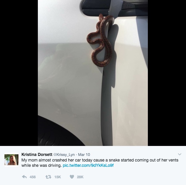 snake in car while driving