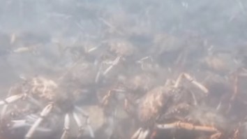 A Pack Of Murderous Spider Crabs Dismantling A Squid Is The Most Metal Thing You’ll See Today