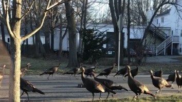 Nobody Really Knows Why These Turkeys Are Circling This Dead Cat But Everyone’s Freaking Out Over This Clip