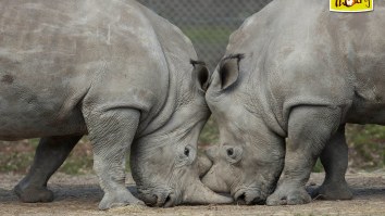 Poachers Broke Into Zoo, Shot And Killed Vince The Rhino, Then Used A Chainsaw To Remove Its Horn