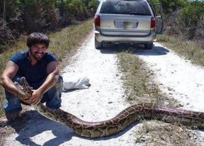 15-foot-python Florida Everglades