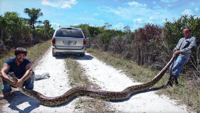 15-foot-python Florida Everglades
