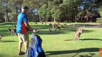 Aussie Bro Plays A Hole Of Golf While Surrounded By More Kangaroos Than I Can Count