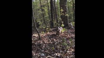 Turkey Hunter *Probably* Poops His Pants After Bobcat Attacks Him In The Woods