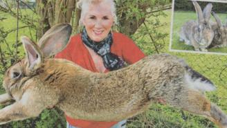 Playboy Model’s HUGE Bunny, Son Of Biggest Rabbit Ever, Dies On United Flight To O’Hare