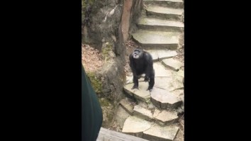 Grandma Gets Too Close To Chimpanzee Enclosure At The Zoo, Gets Hit With Nastiness