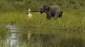 Enormous Crocodile Tries To Fight Entire Herd Of Elephants, Grabs Trunk, Craziness Goes Down