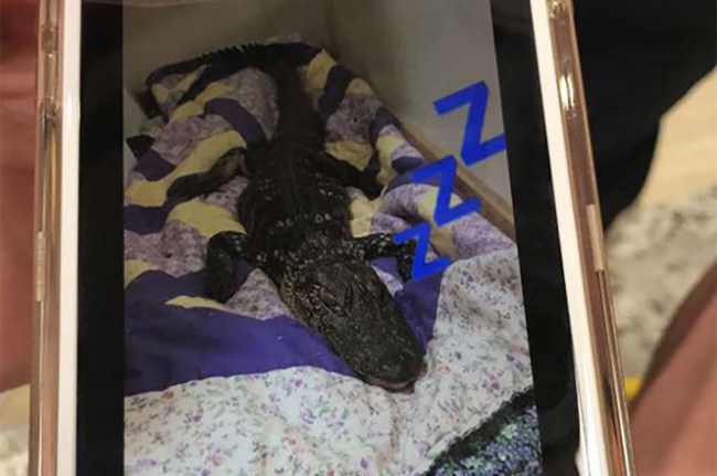 Dead Alligator College Dorm