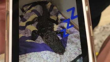 College Students Sneak Dead Alligator Into Dorm Because Florida