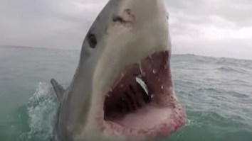 This Great White Shark Tried To Bite A Cameraman’s Face Off And I Bet He Peed A Little