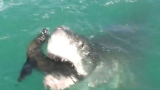 Intense Moment A Great White Shark DEVOURS A Seal That Nearly Escaped