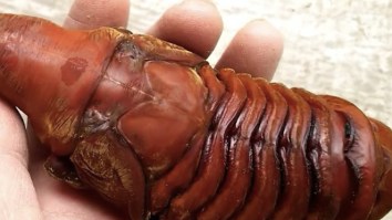 This Squirming Hercules Beetle Pupa Is 100% Proof That Aliens Exist On Planet Earth