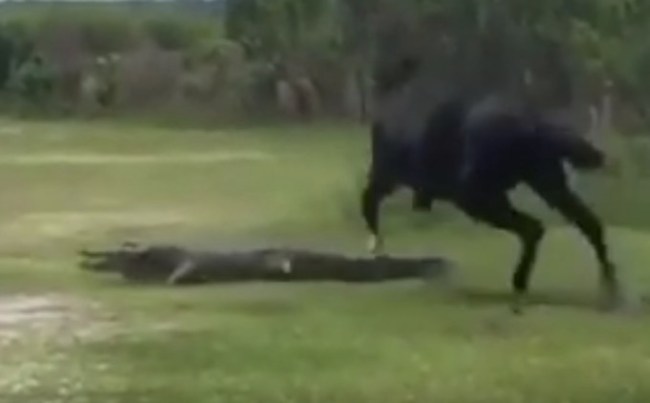 Horse Fights Alligator