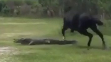 Horse Beats Up Enormous Alligator In A Rare Cross-Species Fight