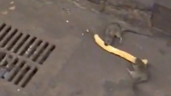 Two Large Subway Rats Fight Over A Perfectly Good Churro In A Dramatic Video Worth Your Seconds