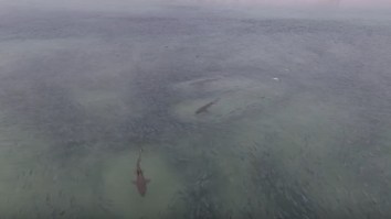 Drone Footage Shows Crazy Congregation Of Sharks Just Inches Off The Beach