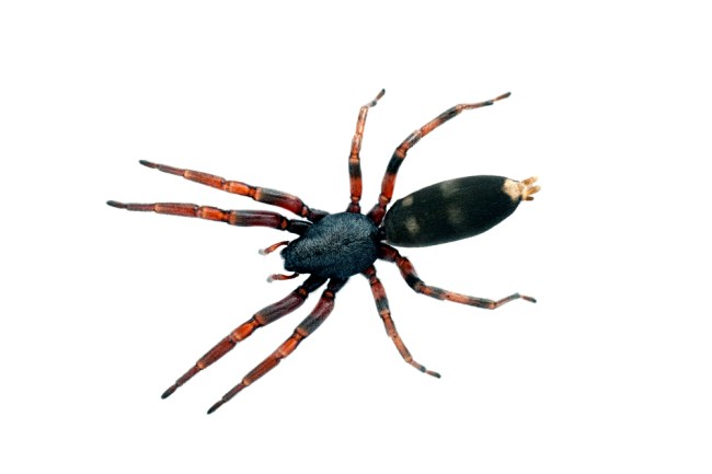 White-Tailed Spider