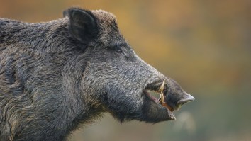 Three ISIS Attackers Are Killed By Wild Boars Before Ambushing Local Anti-ISIS Fighters