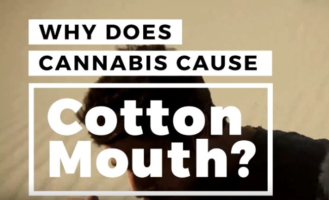 Here’s Why Smoking Weed Causes Cotton Mouth And What That Means For