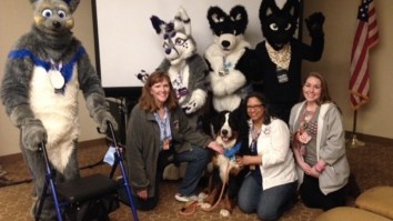Retiree Takes Her Therapy Dog To ‘FurryCon’, Is Shocked There Aren’t Any Other Pets