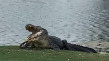 Golfers Spot Massive Gator Eating An Enormous Largemouth Bass On The Fairway