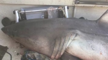 ‘Well I’ll Be Buggered’ — Great White Shark Jumps Into 73-Year-Old Man’s Boat