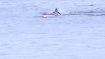 Watch Kayaker Narrowly Escape Vicious Great White Shark Attack