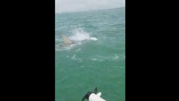 Tarpon Fishermen Gets Surprise From 15-Foot Hammerhead Shark While Reeling In A Fish