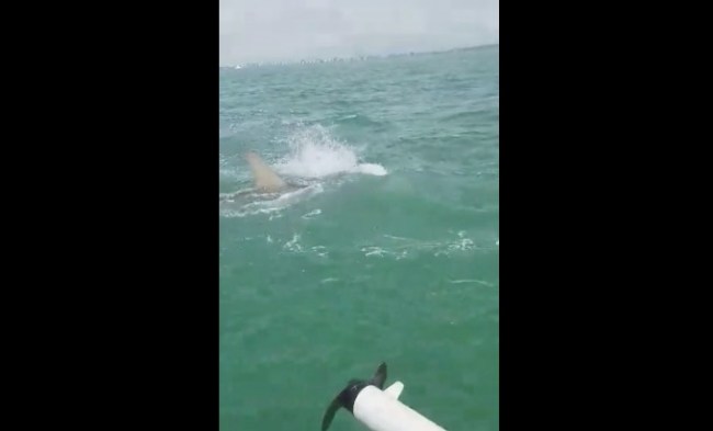 tarpon fishing boca grande hammerhead shark