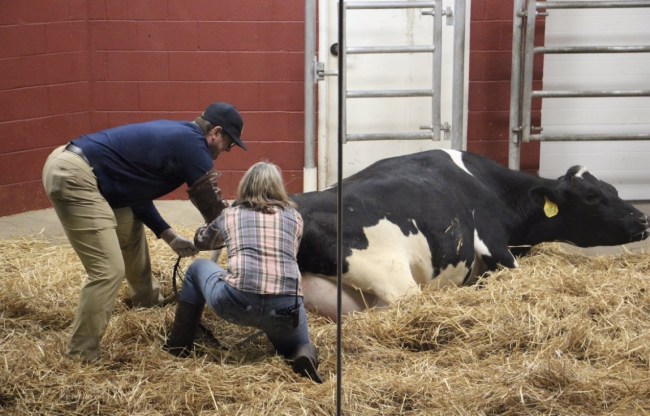 Jim Harbaugh delivers baby cow
