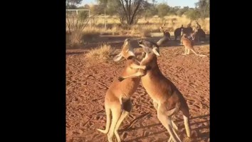 This Kickboxing Kangaroo Fight Is Better Than Mayweather-McGregor Will Ever Be