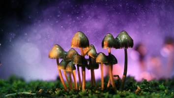 Study Finds That Mushrooms Are The Safest Drug You Can Take
