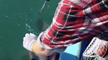 Aussie Bloke Has The Most Australian Reaction Ever To Great White Shark Encounter