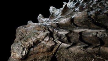 Incredible ‘Sleeping Dragon’ Dinosaur Mummy Is So Well Preserved That It Looks Like A Statue
