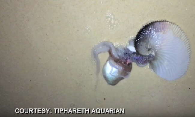 Sea Monster Pelagic Octopus Paper Nautilus Argonaut