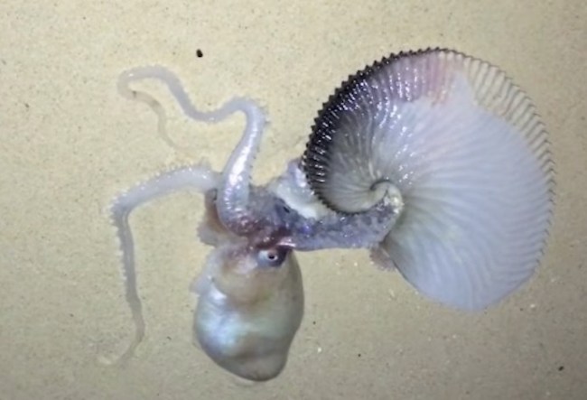 Sea Monster Pelagic Octopus Paper Nautilus Argonaut