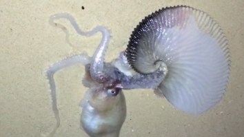 Sea Monster Found On Hawaiian Beach And It Looks Like An Octopus Had Sex With A Dragon