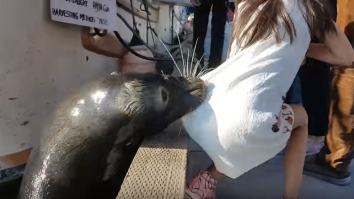 Watch This CRAZY Video Where A Sea Lion Goes All Harambe And Snatches Up A Girl