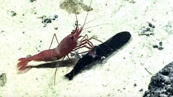 Badass Shrimp Rips A Fish Out Of Another Fish’s Stomach Because NATURE IS METAL