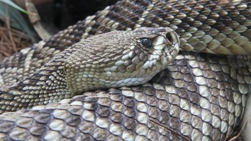 Florida Man Tries To Get Frisky With A Rattlesnake, Gets Bitten Like A Fool